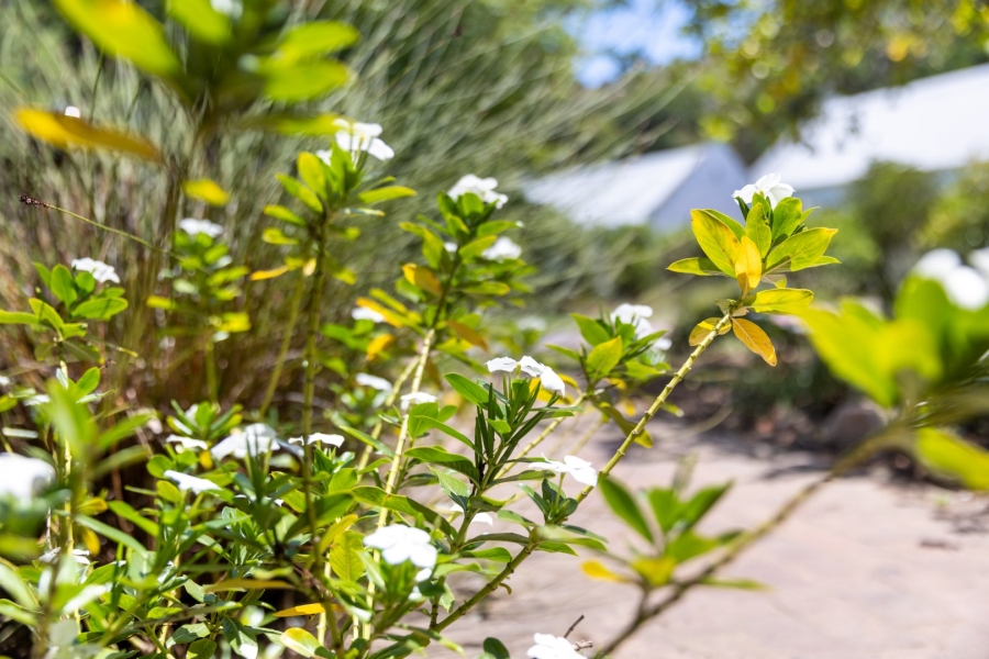 Commercial Property for Sale in Wittedrift Western Cape